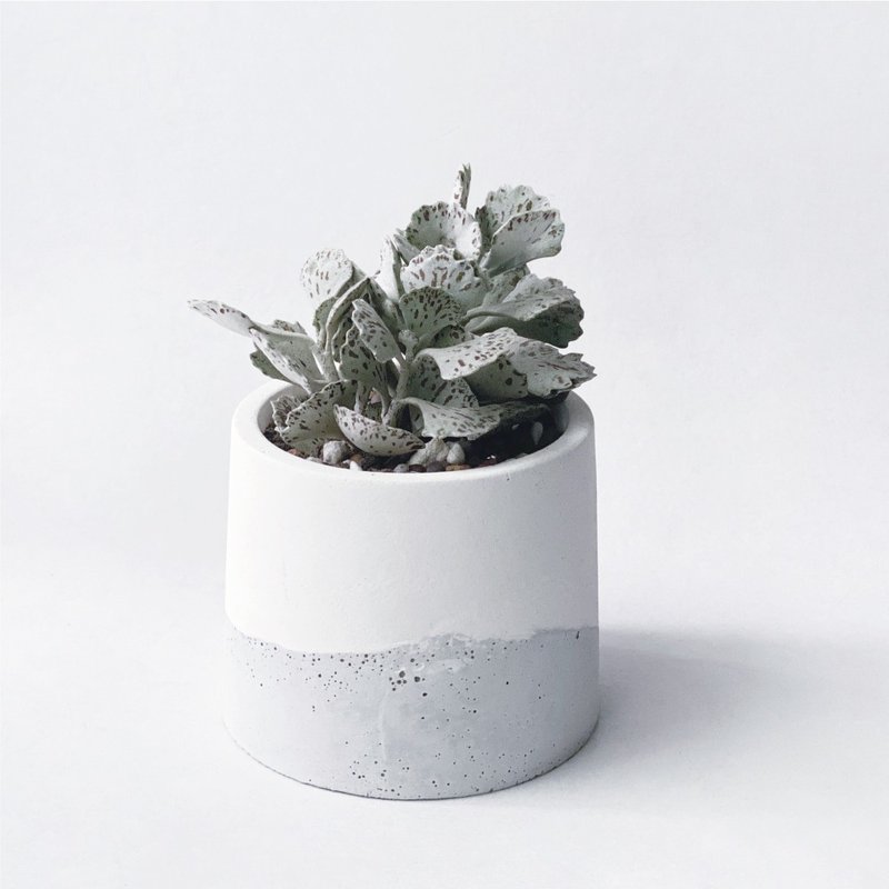 (预购) 白灰渐层系列 | 雀扇 巧克力脆片 圆形水泥多肉植栽 - 植栽/盆栽 - 植物．花 灰色