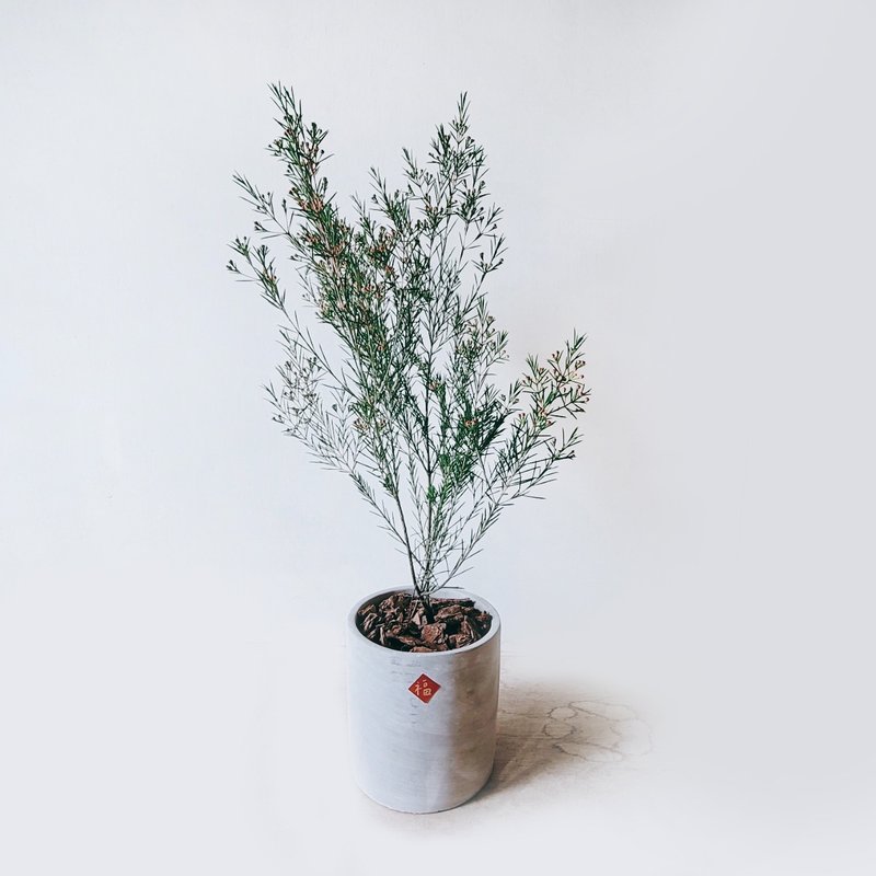 盆空间・蜡梅 - 植栽/盆栽 - 植物．花 灰色