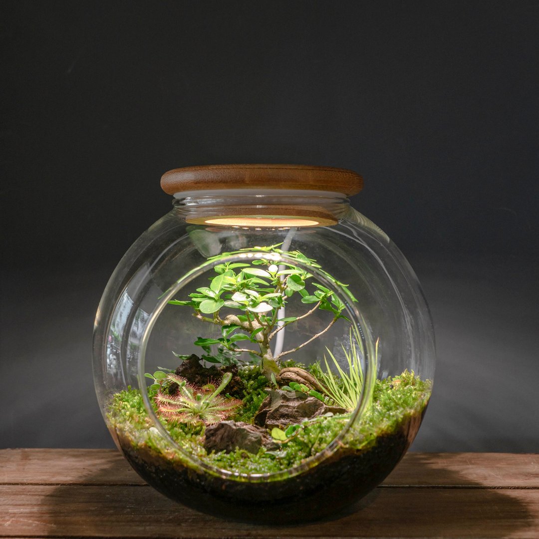 微景观苔藓生态缸(小) | 礼物 室内植栽  附植物灯 好照顾 - 植栽/盆栽 - 植物．花 