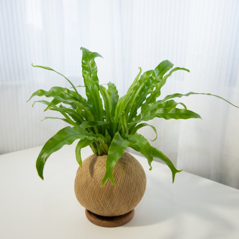细叶山苏 手作植栽苔球 - 植栽/盆栽 - 植物．花 