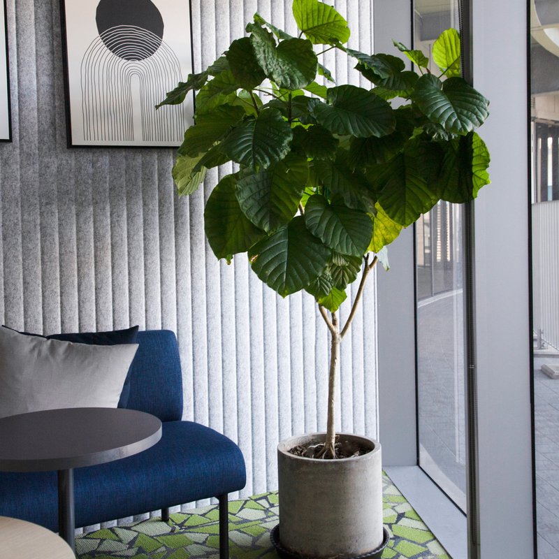 【室内盆栽】爱心榕盆栽 开幕盆栽 盆栽送礼 升迁送礼 办公室植物 - 植栽/盆栽 - 植物．花 绿色