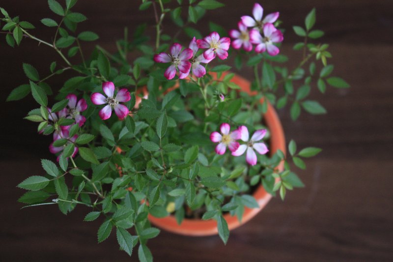 日本屋久岛姬玫瑰 l 花丛系列 中品盆栽 室内植栽 礼物 - 植栽/盆栽 - 植物．花 