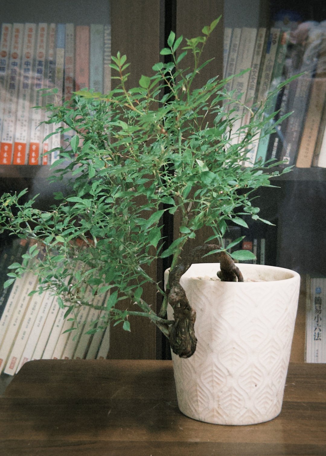 日本屋久岛姬玫瑰 l 花丛系列 中品盆栽 室内植栽 礼物 - 植栽/盆栽 - 植物．花 