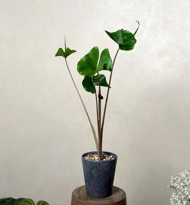 魟鱼观音莲 - 植栽/盆栽 - 植物．花 