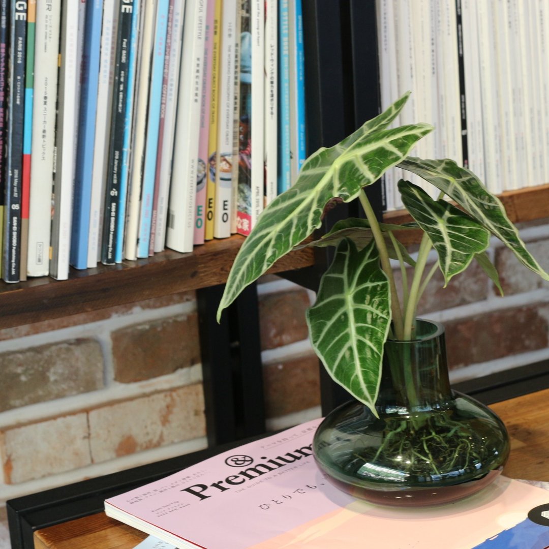 水培植栽│黑叶观音莲_室内植物 办公室盆栽  植栽盆栽 水耕 中盆 - 植栽/盆栽 - 玻璃 