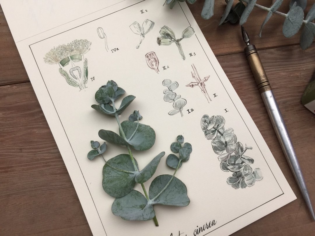 尤加利 植物图鉴风格 圣诞卡 - 卡片/明信片 - 纸 白色