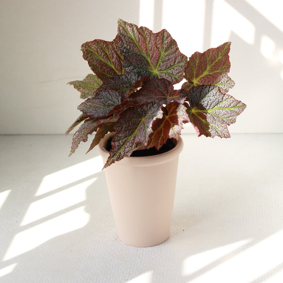 植栽 盆栽 l 优雅秋海棠(中盆) 金属质感叶片 室内植物 开幕盆栽 - 植栽/盆栽 - 陶 