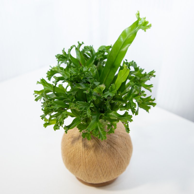 鹿角山苏 手作植栽苔球 - 植栽/盆栽 - 植物．花 