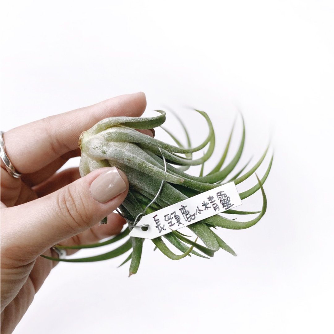 (现货) 日本制多肉盆栽用迷你花牌标示牌 3入/5入/10入 - 植栽 - 塑料 白色