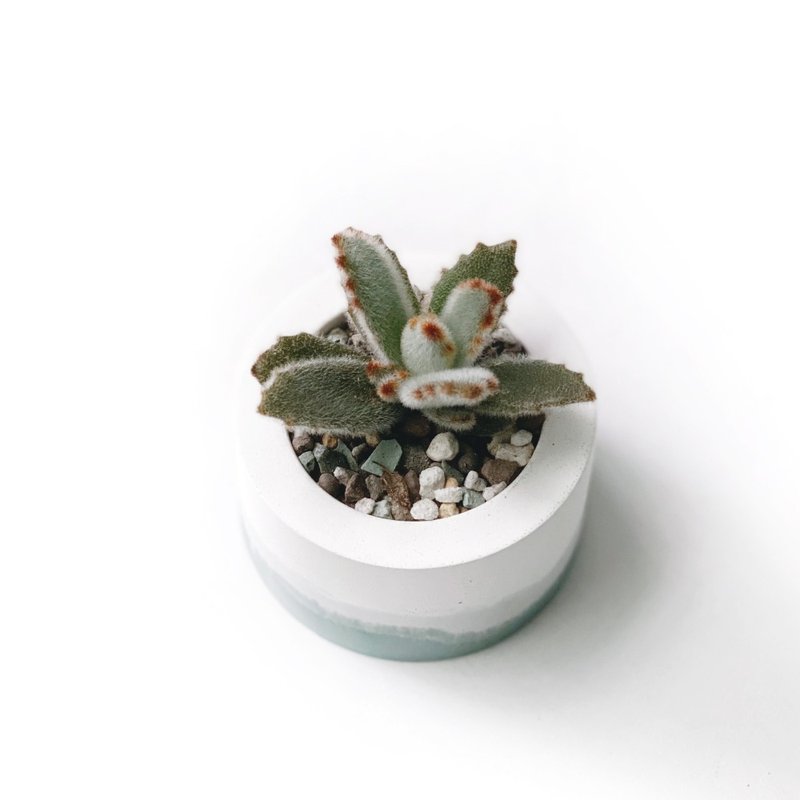 (现货) 莫兰迪绿系列 | 宽叶黑兔 小圆形三色不规则水泥多肉植栽 - 植栽/盆栽 - 水泥 绿色