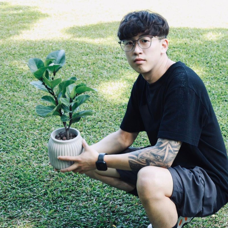 植栽 盆栽 l 琴叶榕(中盆) 宽瓶口经典水泥盆 提琴盒形状叶片 - 植栽/盆栽 - 水泥 