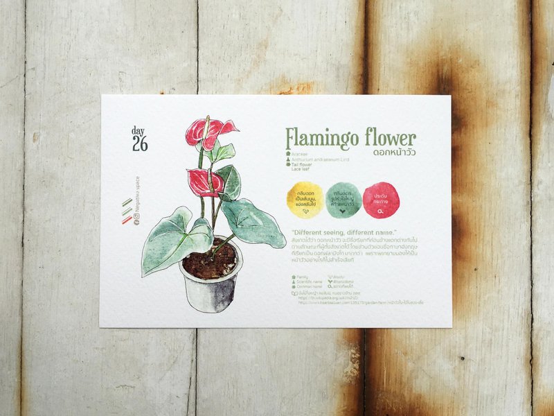 在地花卉明信片 - Day 26 火鹤花 - 卡片/明信片 - 纸 