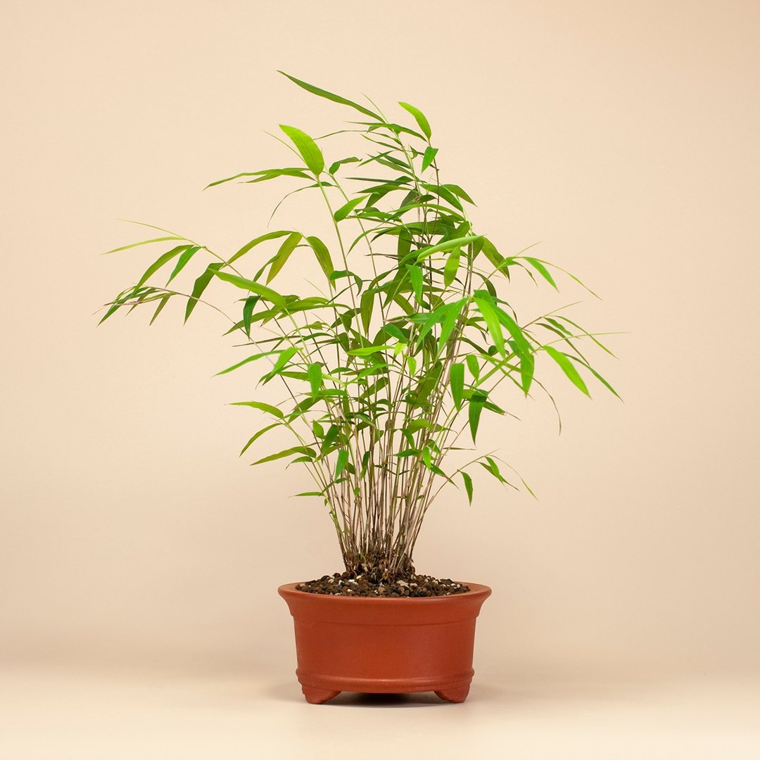 【风水植物】小品盆景 盆栽推荐 - 植栽/盆栽 - 植物．花 