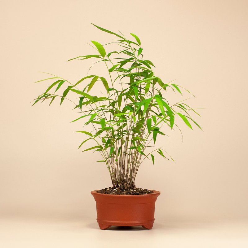 【风水植物】小品盆景 盆栽推荐 - 植栽/盆栽 - 植物．花 