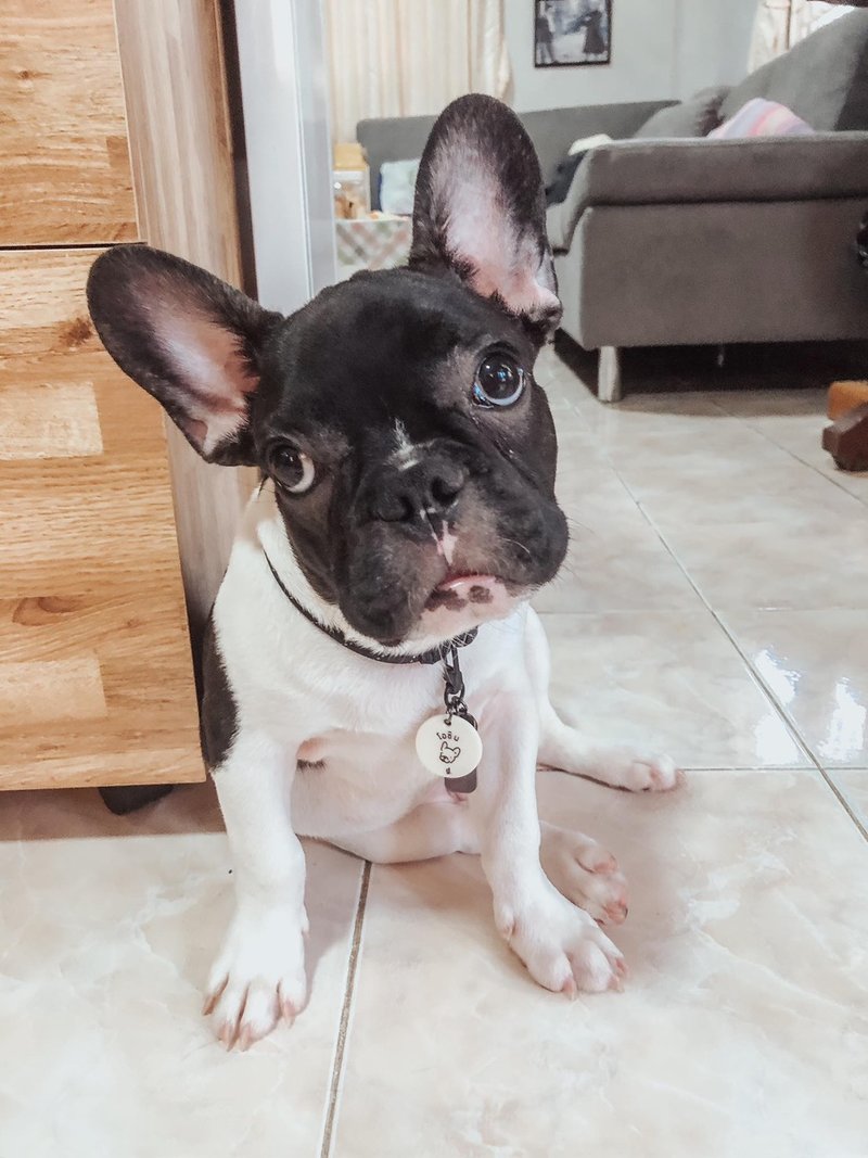Personalised DOG Tag w/ROPE - pet name + ILLUSTRATION and owner phone number - 项圈/牵绳 - 防水材质 