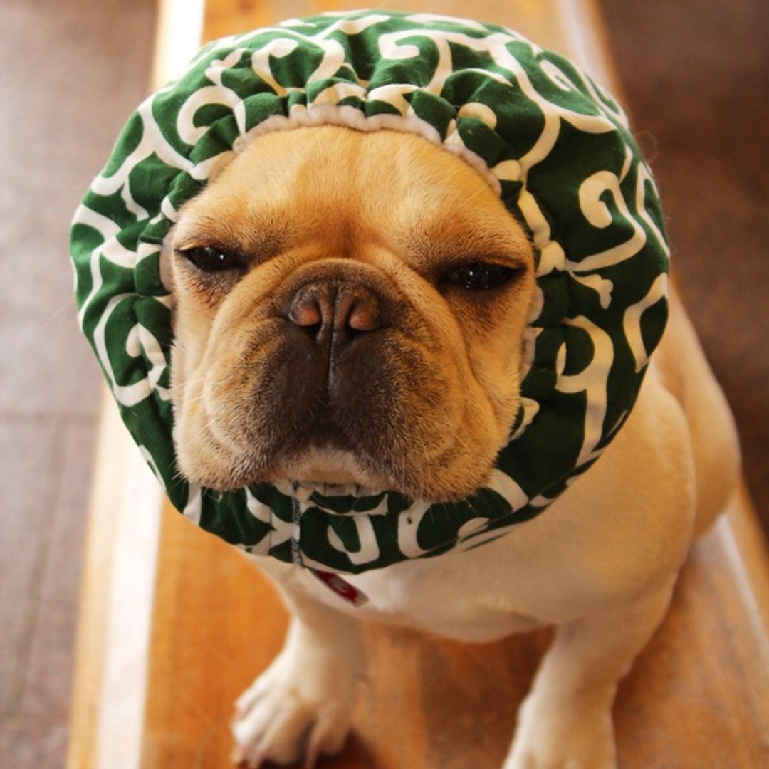 Dog headgear ☆ Arabesque thief dog Zura ☆ Dog wig [Thief of Japan] - 衣/帽 - 棉 绿色