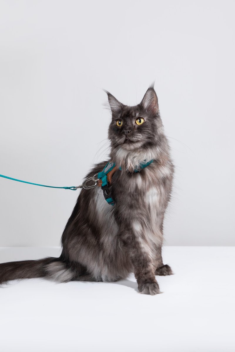 【HiDREAM】啵啵系列皮革貓胸背牽引繩套裝 (多色) - 项圈/牵绳 - 尼龙 多色