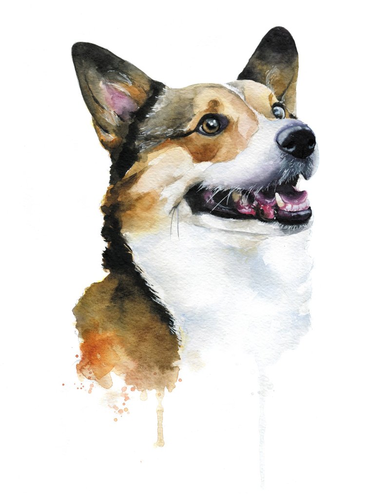 Custom Watercolor Dog Portrait Corgi - 订制画像 - 纸 咖啡色