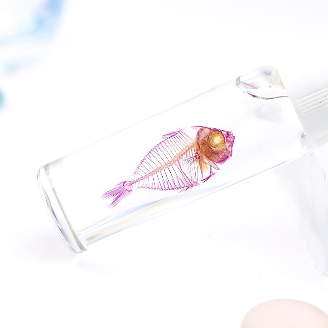 透明标本 鰏鱼 鱼类标本 台湾海洋生物 - 摆饰 - 玻璃 多色