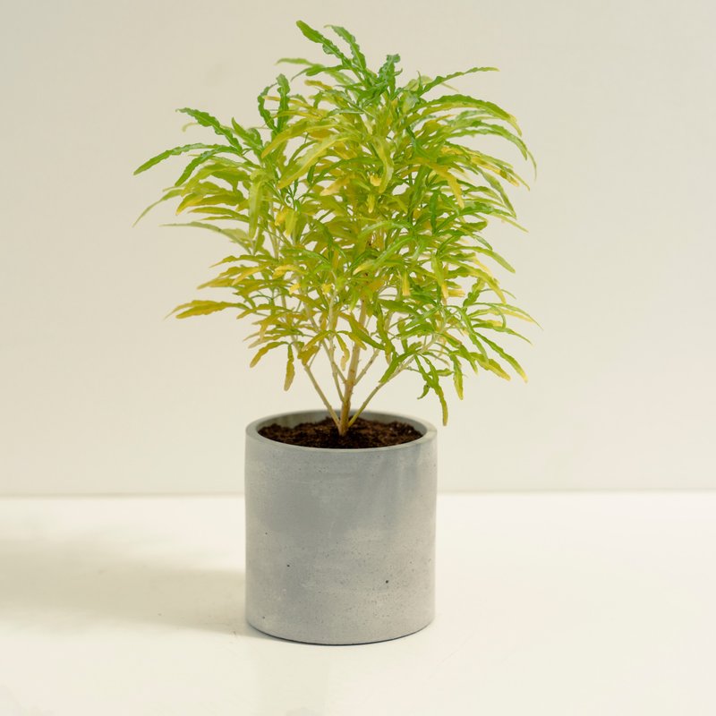 三爪金龙│泥作系列│福所栽 - 植栽/盆栽 - 水泥 金色