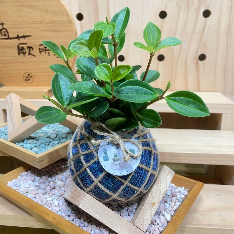 植蕨所在   翡翠椒草 水苔球 水苔球植物  室内摆设 居家摆设 - 植栽/盆栽 - 植物．花 