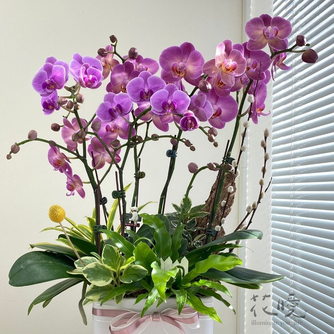 【花暧】兰花组合盆栽(定制化) - 植栽/盆栽 - 植物．花 粉红色