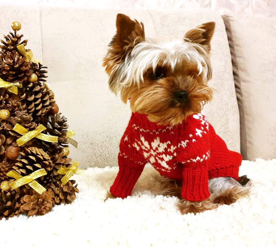 Yorkie clothes - Dog Christmas sweater - dog sweaters for small dogs  - small do - 衣/帽 - 羊毛 红色