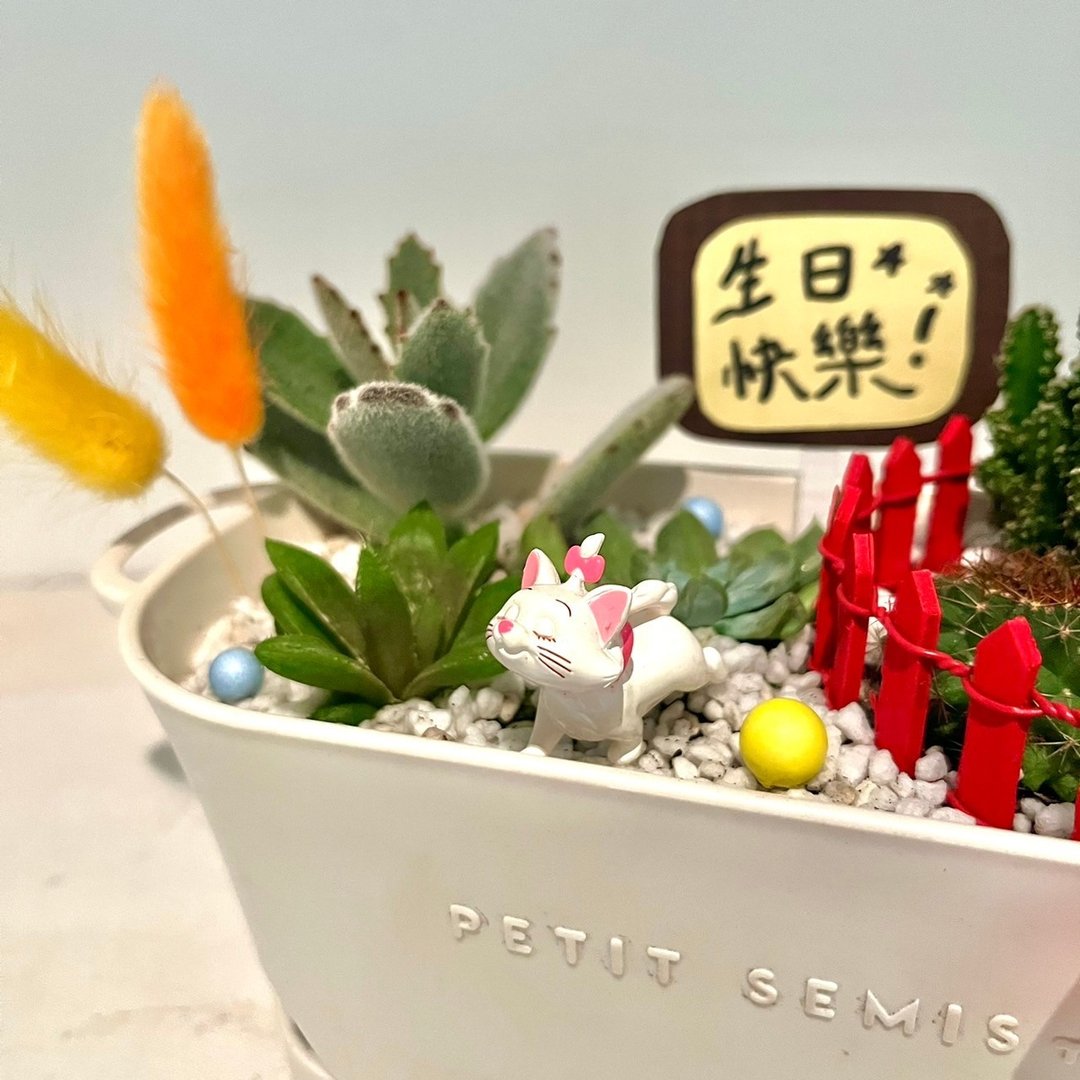 猫儿历险记 玛丽猫 Marie 迪士尼 多肉盆栽 多肉组盆 微景观 盆栽 - 植栽/盆栽 - 植物．花 绿色