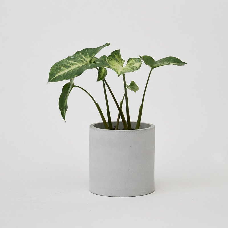 绿精灵合果芋 | 净化空气 耐阴 适合新手 观叶植物 - 植栽/盆栽 - 植物．花 绿色