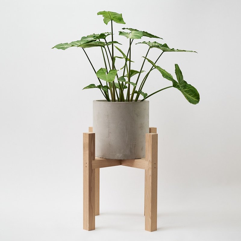 绿精灵合果芋 | 净化空气 耐阴 适合新手 观叶植物 - 植栽/盆栽 - 植物．花 绿色
