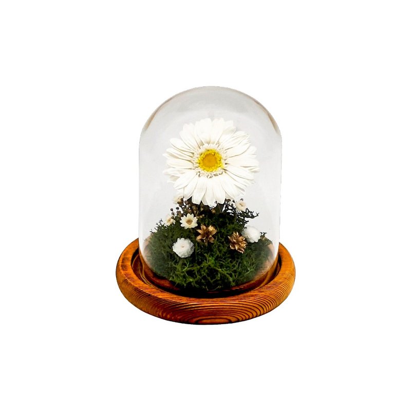 简约主义永生花玻璃摆设 - 太阳花(白) - 干燥花/捧花 - 植物．花 白色