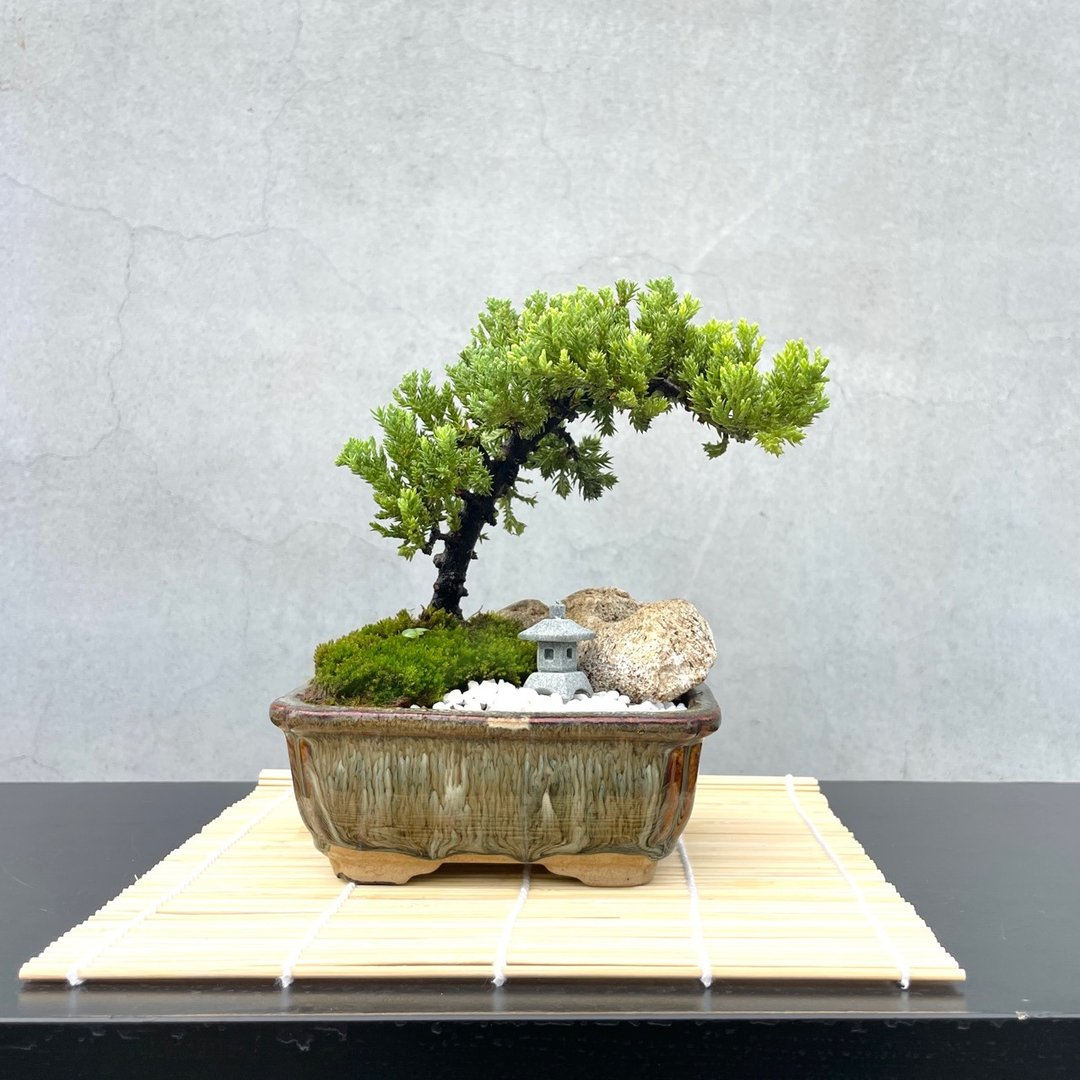 小品盆栽 - 日式庭院柏组合 14 送礼 - 植栽/盆栽 - 植物．花 