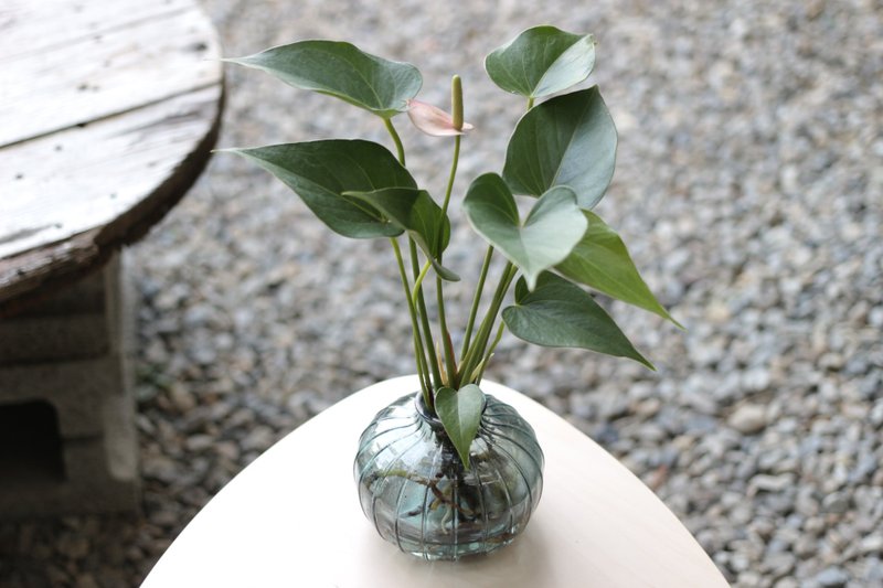 水培植栽│粉红/红火鹤花_室内植物 办公室盆栽  店内布置  送礼 - 植栽/盆栽 - 玻璃 