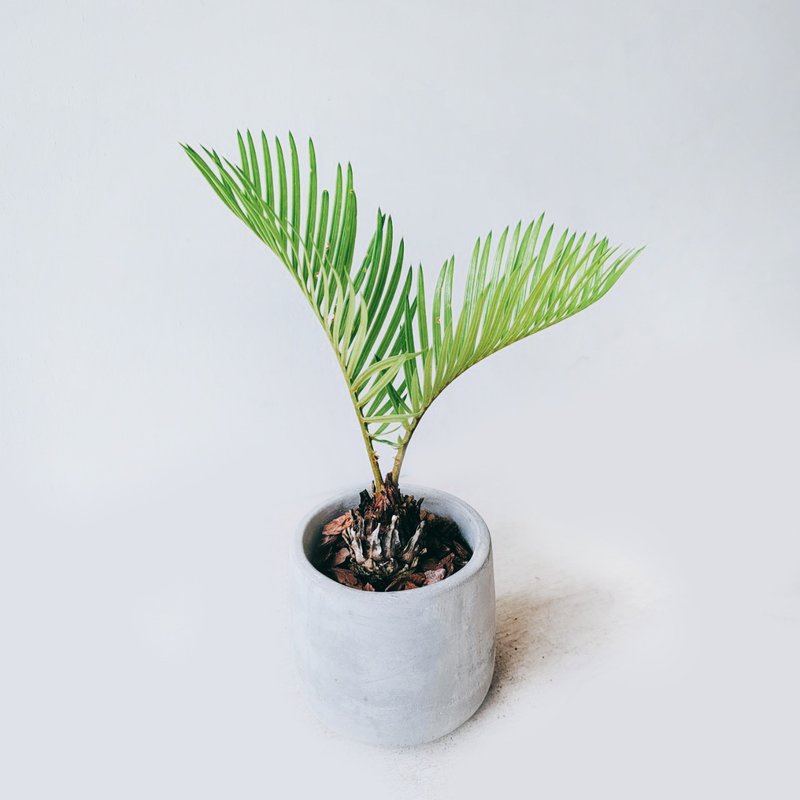 盆空间・苏铁 室内观赏植物绿化盆栽植栽 青山盆/水泥盆 3寸-4.5 - 植栽/盆栽 - 植物．花 