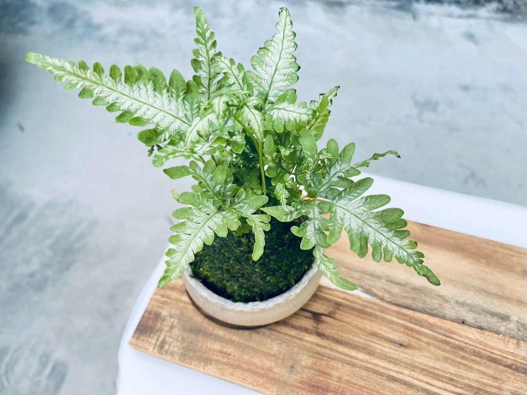 银线蕨 l  植物苔球 蕨类 室内植栽 礼物 - 植栽/盆栽 - 植物．花 