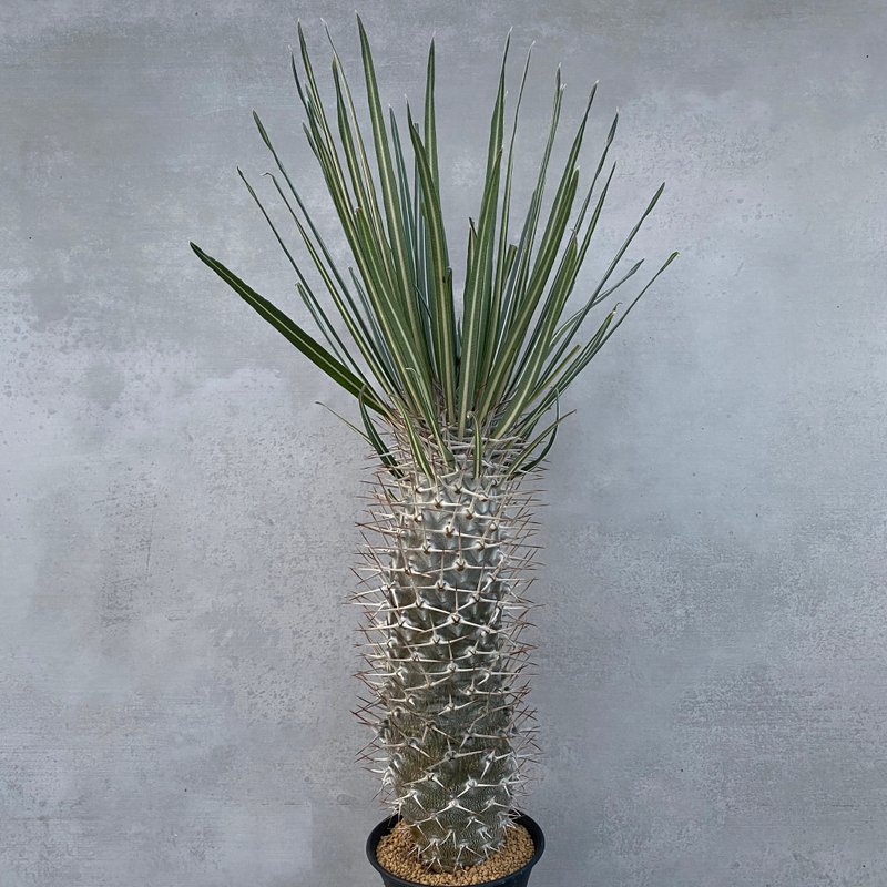 亚阿相界 | 实生 | 夹竹桃科 | 多肉 块根(一物一拍) | P.geayi - 植栽/盆栽 - 植物．花 