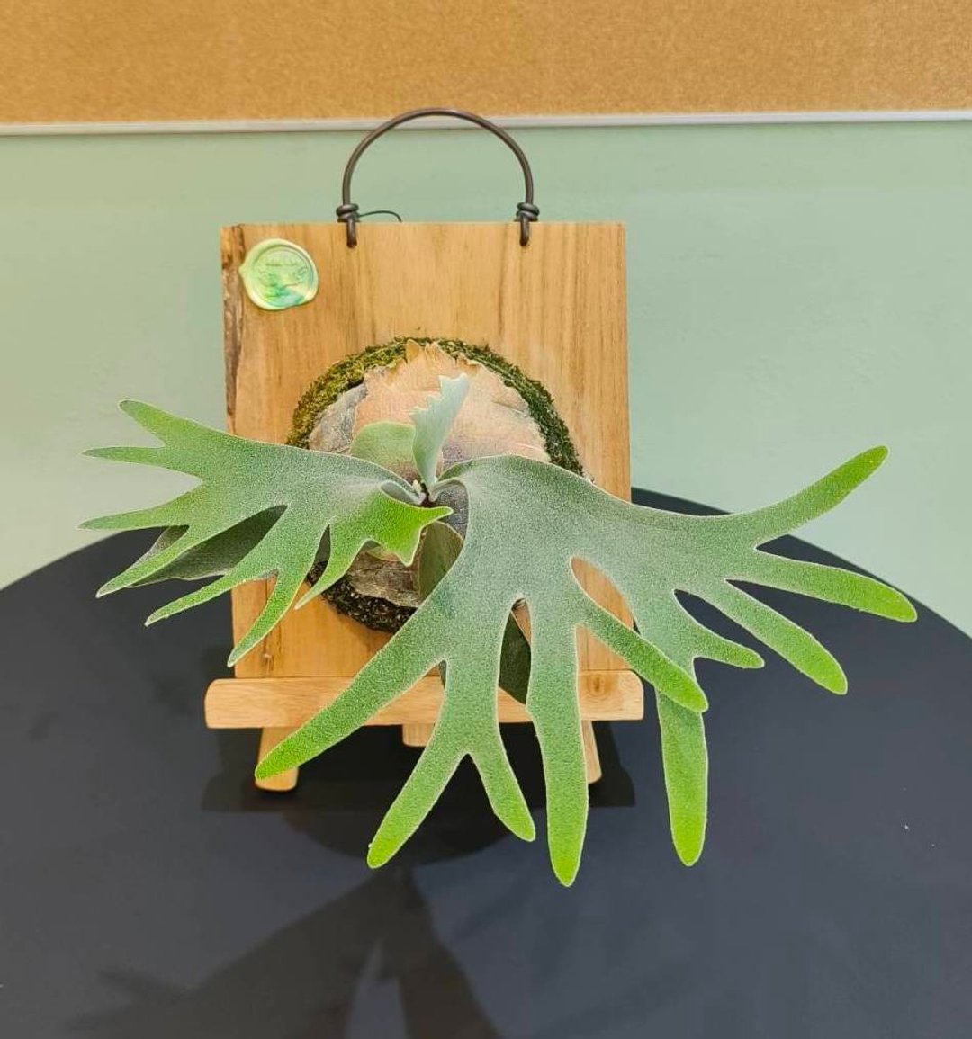 佩德罗上板鹿角蕨 P. veitchii Pedro tatsuta 贺礼 室内植物 - 植栽/盆栽 - 植物．花 绿色