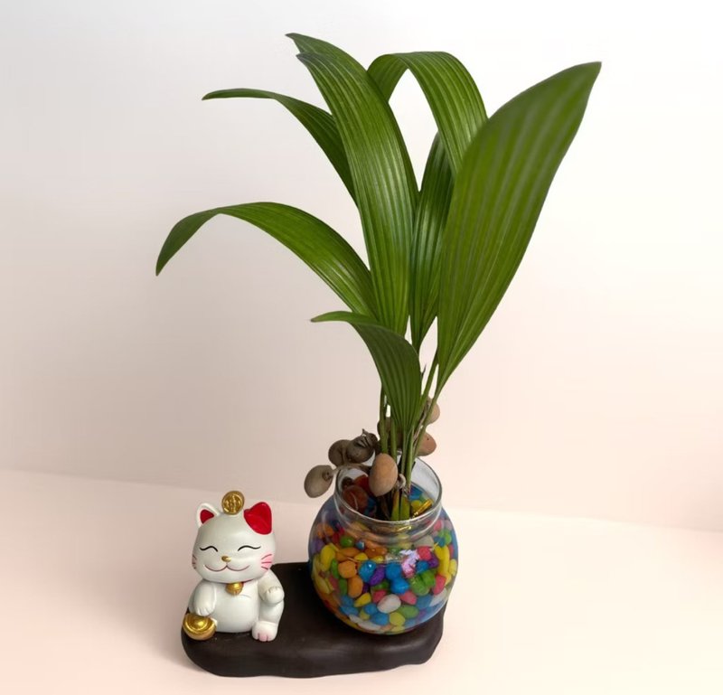 【招财猫可爱爆击】竹柏/蒲葵水耕种植 送礼柜台办公桌摆放 - 植栽/盆栽 - 陶 