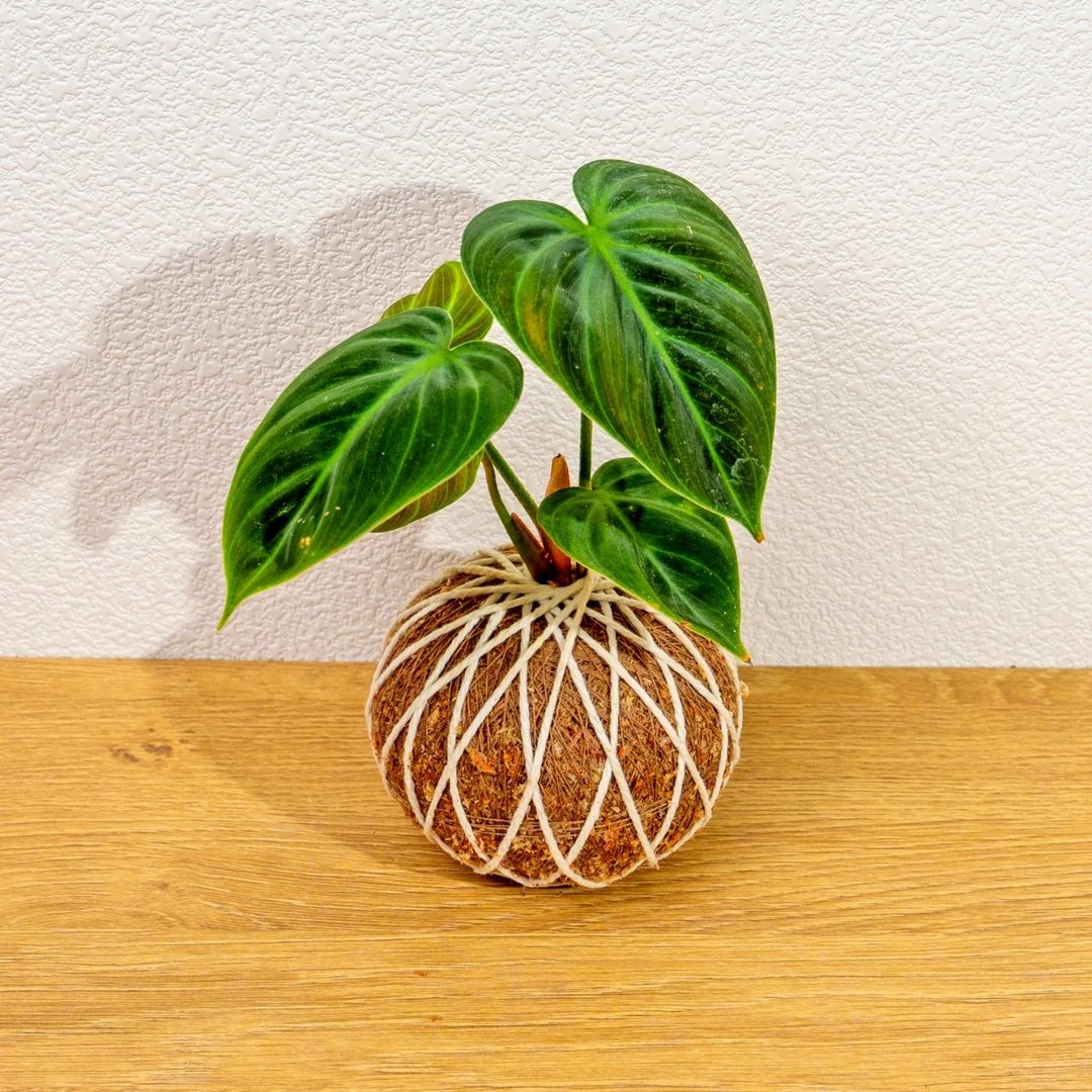 苔球植物 巧克力蔓绿绒苔球 苔玉 礼物 送礼 桌上盆栽 - 植栽/盆栽 - 植物．花 绿色