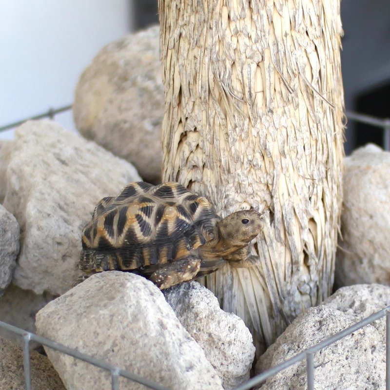 日本Magnets拟真动物系列 印度星龟乌龟造型存钱筒 - 其他 - 树脂 卡其色