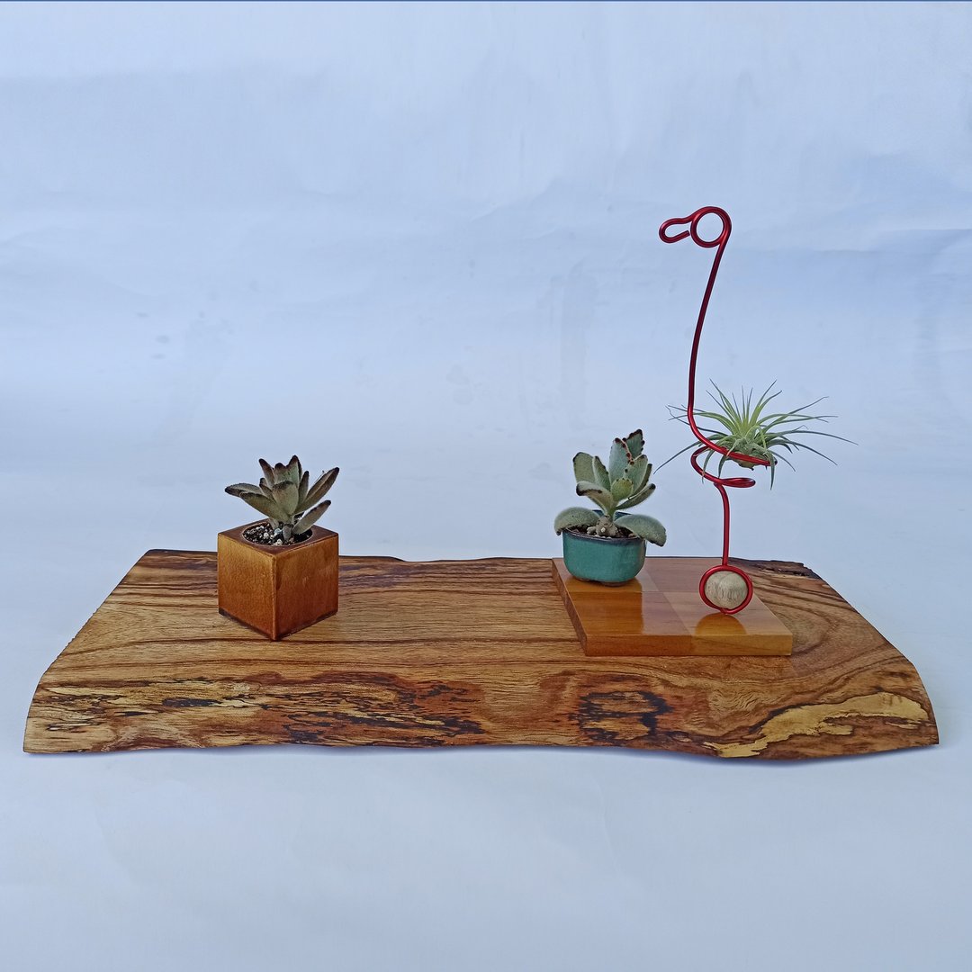 【苦楝原木座台】-尺寸36.5x18x2.2CM - 摆饰 - 木头 卡其色
