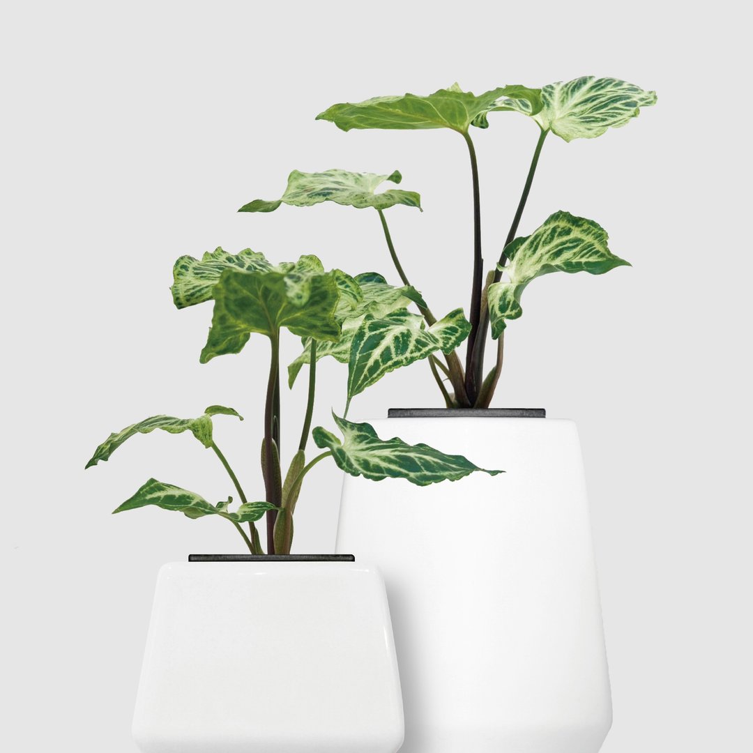 │ 方盆系列 │ 蜡染合果芋 - 水耕 空气净化 陶瓷 无土盆栽 - 植栽/盆栽 - 植物．花 