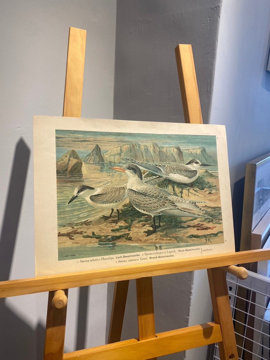 古董 19 世纪德国水鸟石版画图鉴 - 海报/装饰画/版画 - 纸 