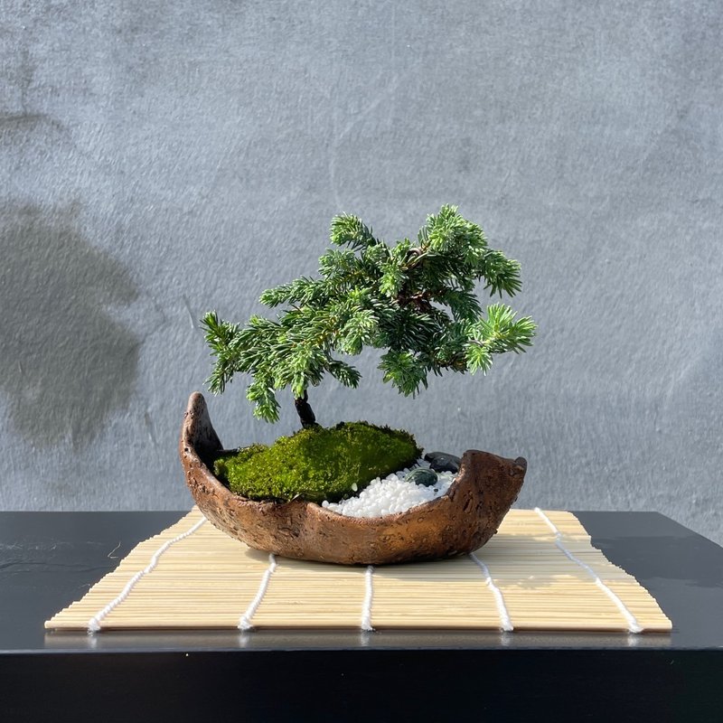 小品盆栽-日式庭院松组合17 送礼 开幕 - 植栽/盆栽 - 植物．花 