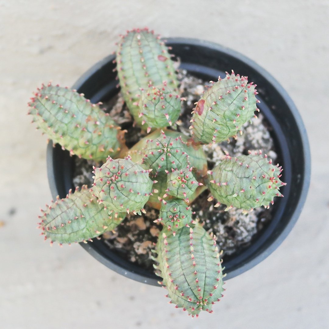 【豆豆多肉】【子吹布纹球群生 - 植栽/盆栽 - 植物．花 