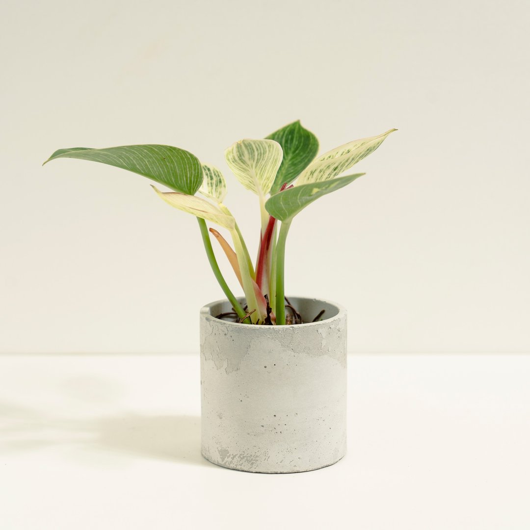 铂金蔓绿绒│泥作系列│福所栽 - 植栽/盆栽 - 水泥 绿色
