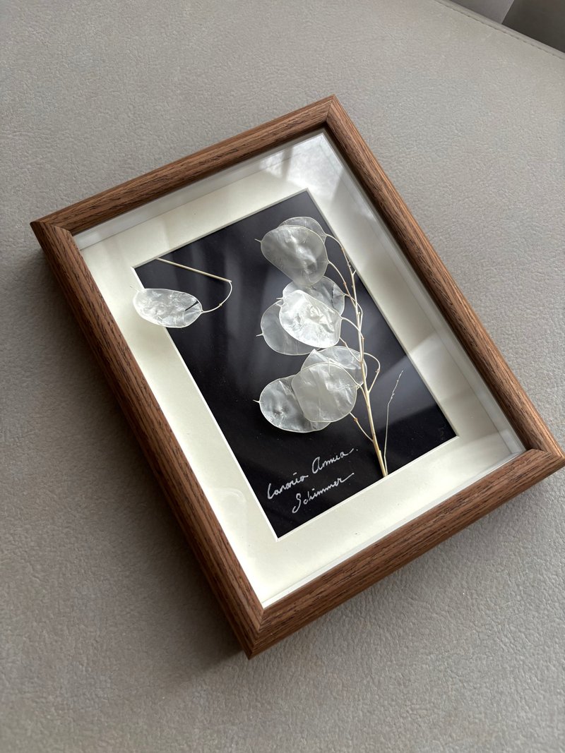 单品植物图鉴 银贝叶. 银币叶 ∣ 干燥花/植物标本画框 风格生活 - 摆饰 - 植物．花 灰色