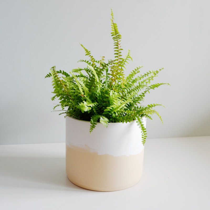 初泥 true nii | 彩颜水泥盆(6寸盆) -布丁牛奶 - 植栽/盆栽 - 水泥 黄色