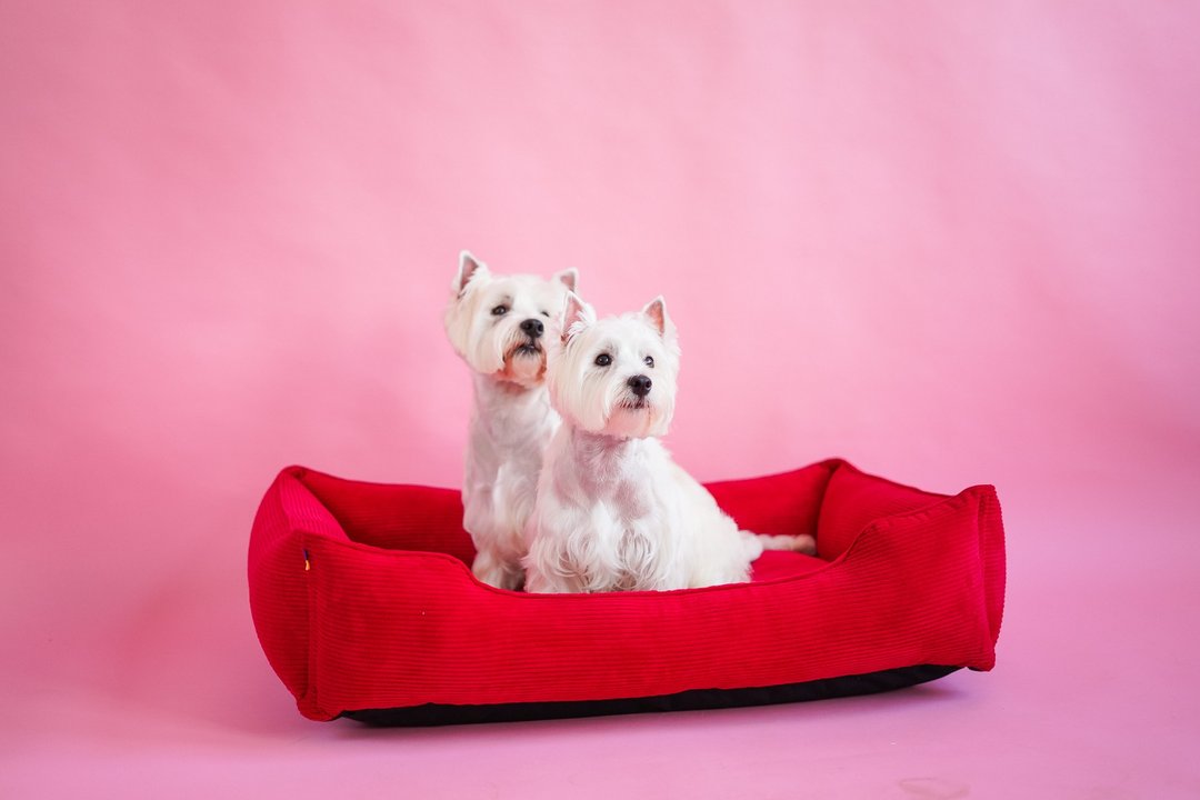 Dog bed Red corduroy, pet floor pillow XXL Size 120x80 cm - 床垫/笼子 - 其他材质 红色