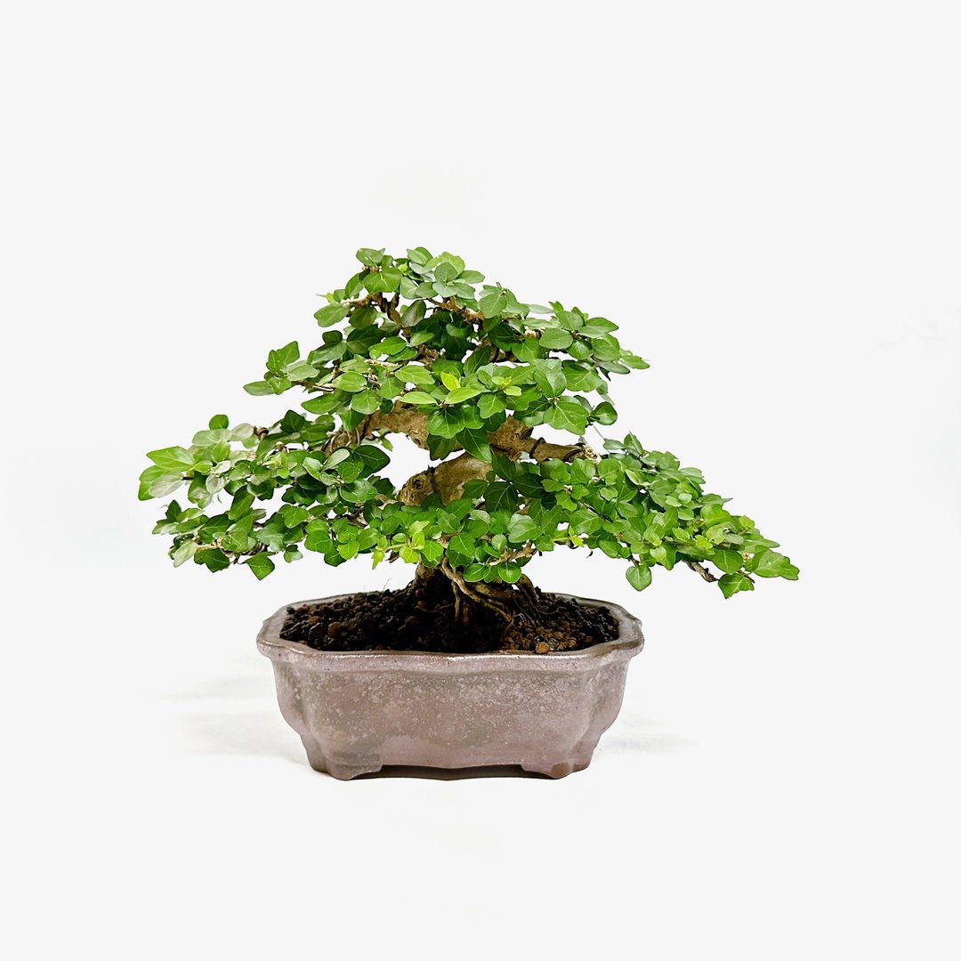 小品盆栽・齿叶寿娘子・麝香枫 - 植栽/盆栽 - 植物．花 